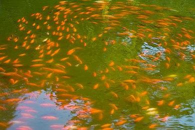 《真女神转生5》恶魔介绍：四天王之一广目天