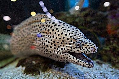 《原神》莱欧斯利角色PV——「必要流程」